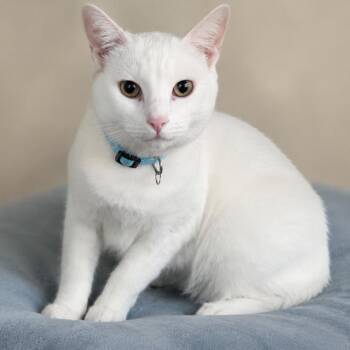 Halo -  Domestic Short Hair Cat for Adoption in Hopewell, Virginia - Halo | PetCurious