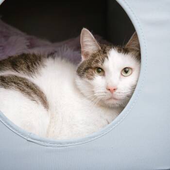 Domestic Short Hair Cats Available for Adoption - Dart | PetCurious