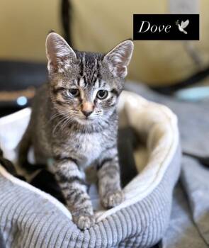 Rescue Domestic Short Hair and Tabby Cats for Adoption in Lemont, Illinois - Dove | PetCurious