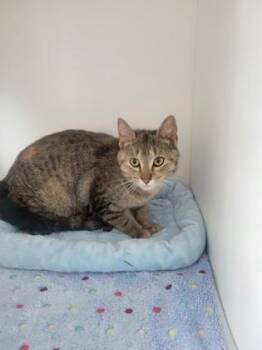 Dinah -  Domestic Short Hair Cat for Adoption in Fishers, Indiana - Dinah | PetCurious