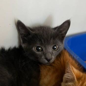 Splash -  Domestic Short Hair Cat for Adoption in Kingman, Arizona - Splash | PetCurious