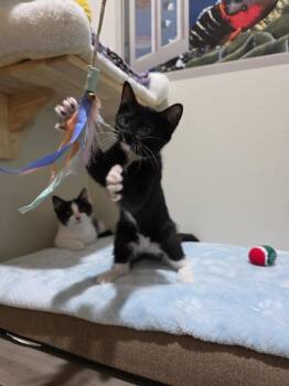 Lady Aberlin -  Domestic Short Hair Cat for Adoption in Dallas, Texas - Lady Aberlin | PetCurious