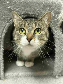 Rescue Domestic Short Hair Cats for Adoption in Mauston, Wisconsin - Florence | PetCurious