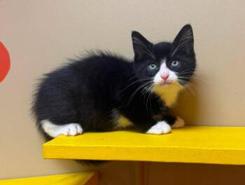 Tater -  Domestic Short Hair Cat for Adoption in Maryville, Missouri - Tater | PetCurious