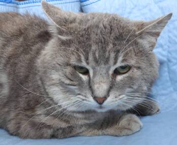 Rescue Domestic Short Hair Cats for Adoption in Euclid, Ohio - Buddy | PetCurious