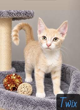 Twix -  Domestic Short Hair Cat for Adoption in Englewood, Florida - Twix | PetCurious
