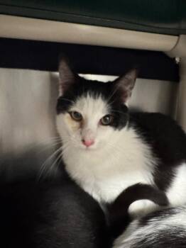 Domestic Short Hair Cats Available for Adoption - Truffle | PetCurious