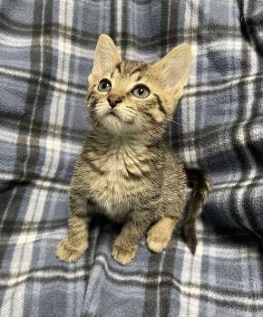 Cottage Cheese -  Domestic Short Hair Cat for Adoption in Jackson, Michigan - Cottage Cheese | PetCurious