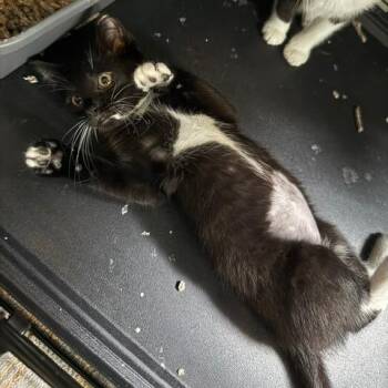 Darling Houston -  Domestic Short Hair Cat for Adoption in Denver, Colorado - Darling Houston | PetCurious