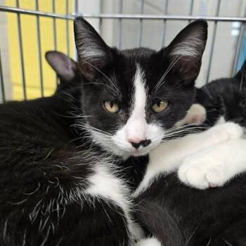 CAIT SITH -  Domestic Short Hair Cat for Adoption in Easton, Maryland - CAIT SITH | PetCurious