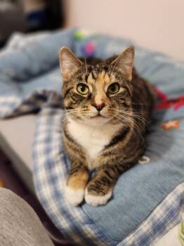 Domestic Short Hair Cats Available for Adoption in Sudbury, Massachusetts - Penelope | PetCurious