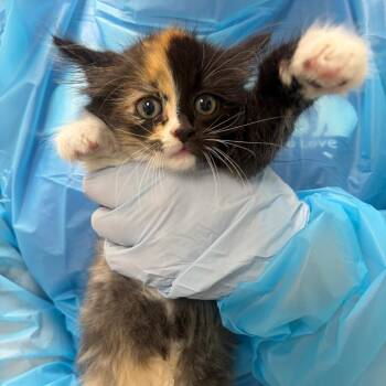 Chalk Paint -  Domestic Short Hair Cat for Adoption in Pekin, Illinois - Chalk Paint | PetCurious