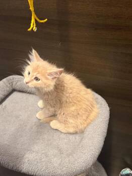 Fluff -  Domestic Medium Hair Cat for Adoption in Breinigsville, Pennsylvania - Fluff | PetCurious