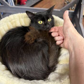 Domestic Long Hair Cats Available for Adoption in Holly Springs, Georgia - Anna | PetCurious