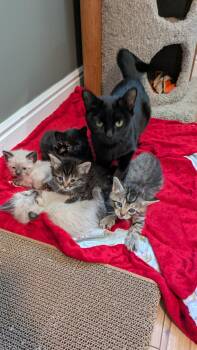 Domestic Short Hair Cats Available for Adoption in Fruit Heights, Utah - Spoon | PetCurious