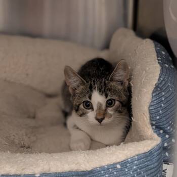 Marcie -  Domestic Short Hair Cat for Adoption in Prairie Du Chien, Wisconsin - Marcie | PetCurious