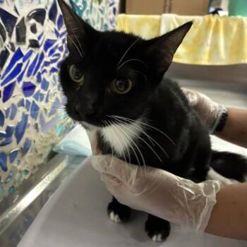 Domestic Short Hair Cats Available for Adoption in Pensacola, Florida - TULIP | PetCurious