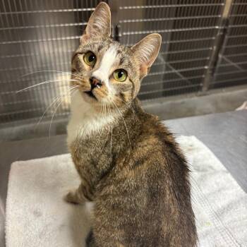 Freya -  Domestic Short Hair Cat for Adoption in Ottawa, Kansas - Freya | PetCurious