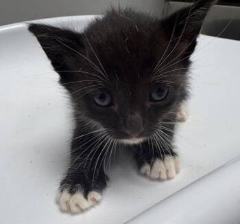 Pen 3 Jordan -  Domestic Short Hair Cat for Adoption in Lawrenceville, Georgia - Pen 3 Jordan | PetCurious
