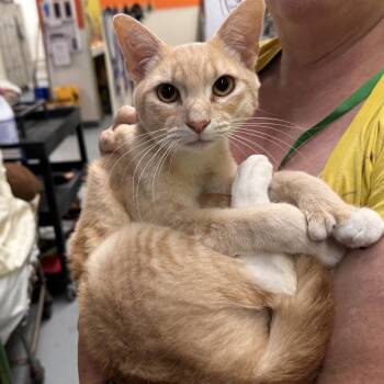 TOE-EEE -  Domestic Short Hair Cat for Adoption in Richmond, California - TOE-EEE | PetCurious