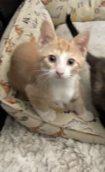 Enzo -  Domestic Short Hair Cat Available for Adoption in Westfield, New Jersey - Enzo | PetCurious