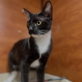 Domestic Short Hair Cats Available for Adoption in Santa Ana, California - Suits | PetCurious