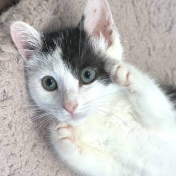 Rescue Domestic Short Hair Cats for Adoption in Marshall, Virginia - Poppy | PetCurious