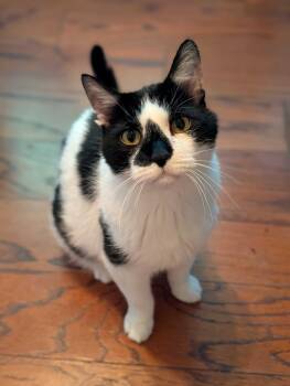 Patches -  Domestic Short Hair Cat for Adoption in Denver, Colorado - Patches | PetCurious