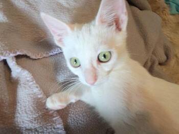 Bellis -  Domestic Short Hair and Siamese Cat for Adoption in Rosenberg, Texas - Bellis | PetCurious