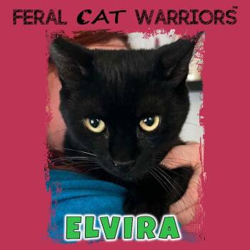 Domestic Short Hair Cats Available for Adoption - Elvira | PetCurious