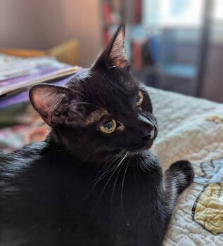 Domestic Short Hair Cats Available for Adoption - Elvis | PetCurious