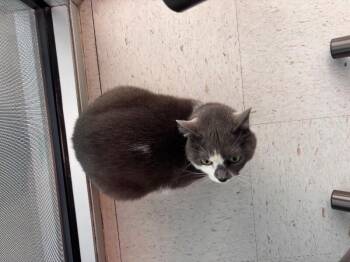 Lilith -  Domestic Short Hair Cat for Adoption in Hobbs, New Mexico - Lilith | PetCurious