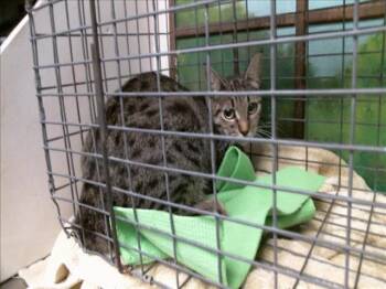 A2097881 -  Domestic Short Hair Cat for Adoption in Houston, Texas - A2097881 | PetCurious