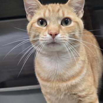 Rescue Domestic Short Hair Cats for Adoption in Chilton, Wisconsin - Yellow | PetCurious