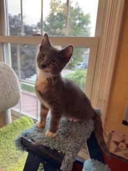 Lyra -  Domestic Short Hair Cat for Adoption in Camp Hill, Pennsylvania - Lyra | PetCurious