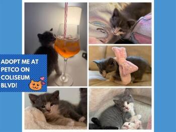 APEROL -  Domestic Short Hair Cat for Adoption in Fort Wayne, Indiana - APEROL | PetCurious