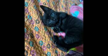 Lamina -  Domestic Short Hair Cat for Adoption in Virginia Beach, Virginia - Lamina | PetCurious