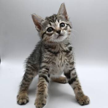Rescue Tabby Cats for Adoption in Mobile, Alabama - Biscotti | PetCurious