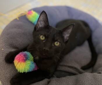 Rescue Domestic Short Hair Cats for Adoption in Lawrenceburg, Kentucky - Rocky Road | PetCurious