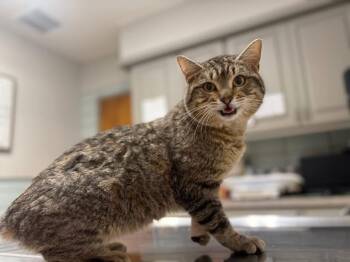 Domestic Short Hair Cats Available for Adoption in Gorham, Maine - Bob MS | PetCurious