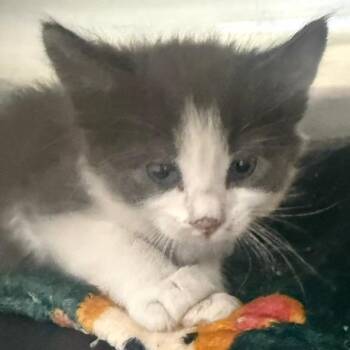 Doodle -  Domestic Short Hair Cat for Adoption in Las Vegas, Nevada - Doodle | PetCurious