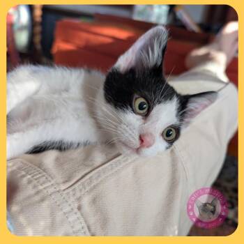 Wiley -  Domestic Short Hair Cat for Adoption in Santa Ana, California - Wiley | PetCurious