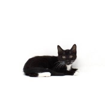 Pagoda -  Domestic Short Hair Cat for Adoption in Florence, Arizona - Pagoda | PetCurious