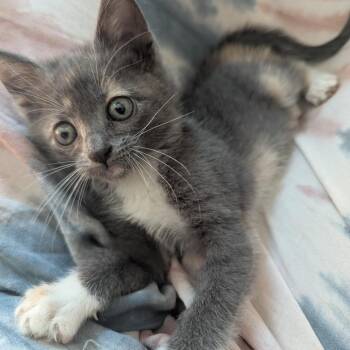 Little Dawg -  Domestic Short Hair Cat for Adoption in Winston-salem, North Carolina - Little Dawg | PetCurious