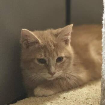 Curry (formerly Ken) -  Domestic Short Hair Cat for Adoption in Ferndale, Washington - Curry (formerly Ken) | PetCurious