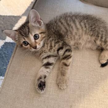 Domestic Short Hair Cats Available for Adoption - Dottie | PetCurious