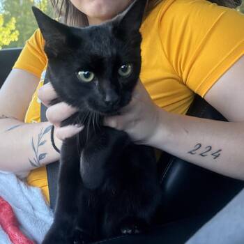 Shiloh -  Domestic Short Hair Cat for Adoption in Greensboro, North Carolina - Shiloh | PetCurious