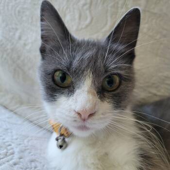 Juliet -  Domestic Short Hair Cat Available for Adoption in Lauderdale, Minnesota - Juliet | PetCurious