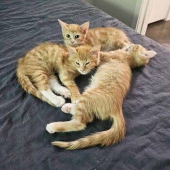 Scrabble -  Domestic Short Hair Cat for Adoption in Atlanta, Georgia - Scrabble | PetCurious