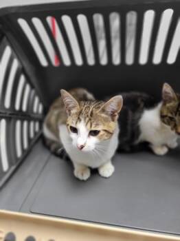 Nf-6 -  Domestic Short Hair Cat for Adoption in Lawrenceville, Georgia - Nf-6 | PetCurious